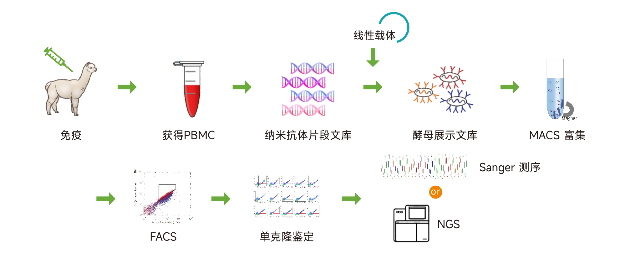 纳米抗体服务三折页-2.png